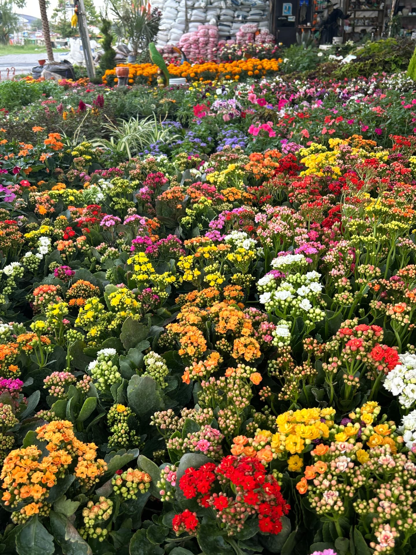 Kalanchoe de colores