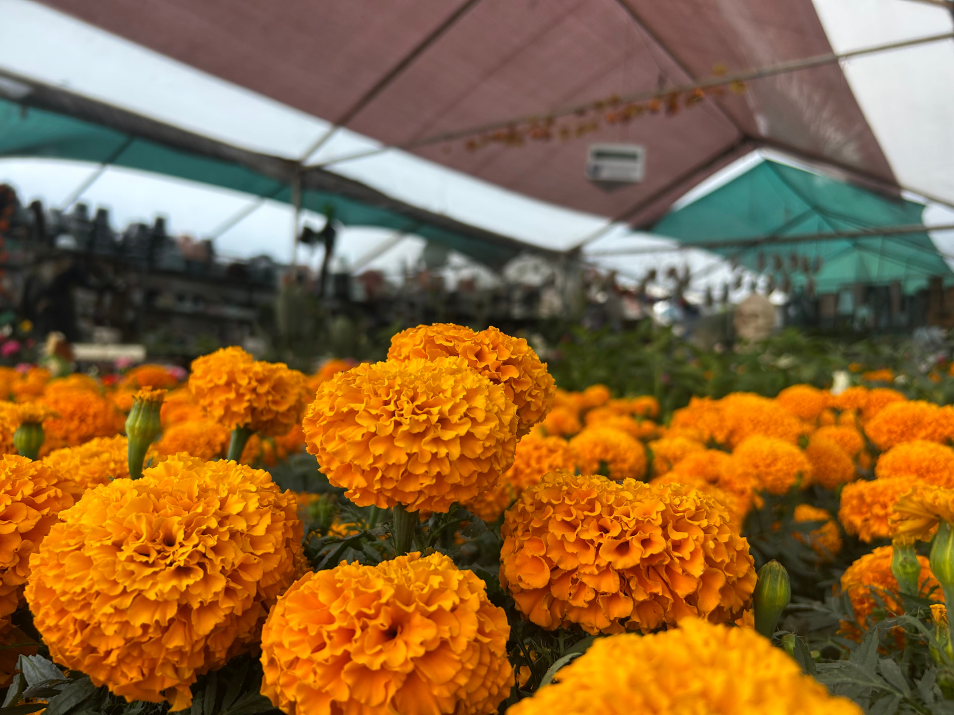 Cempasúchil en Vivero Girasoles, foto 4