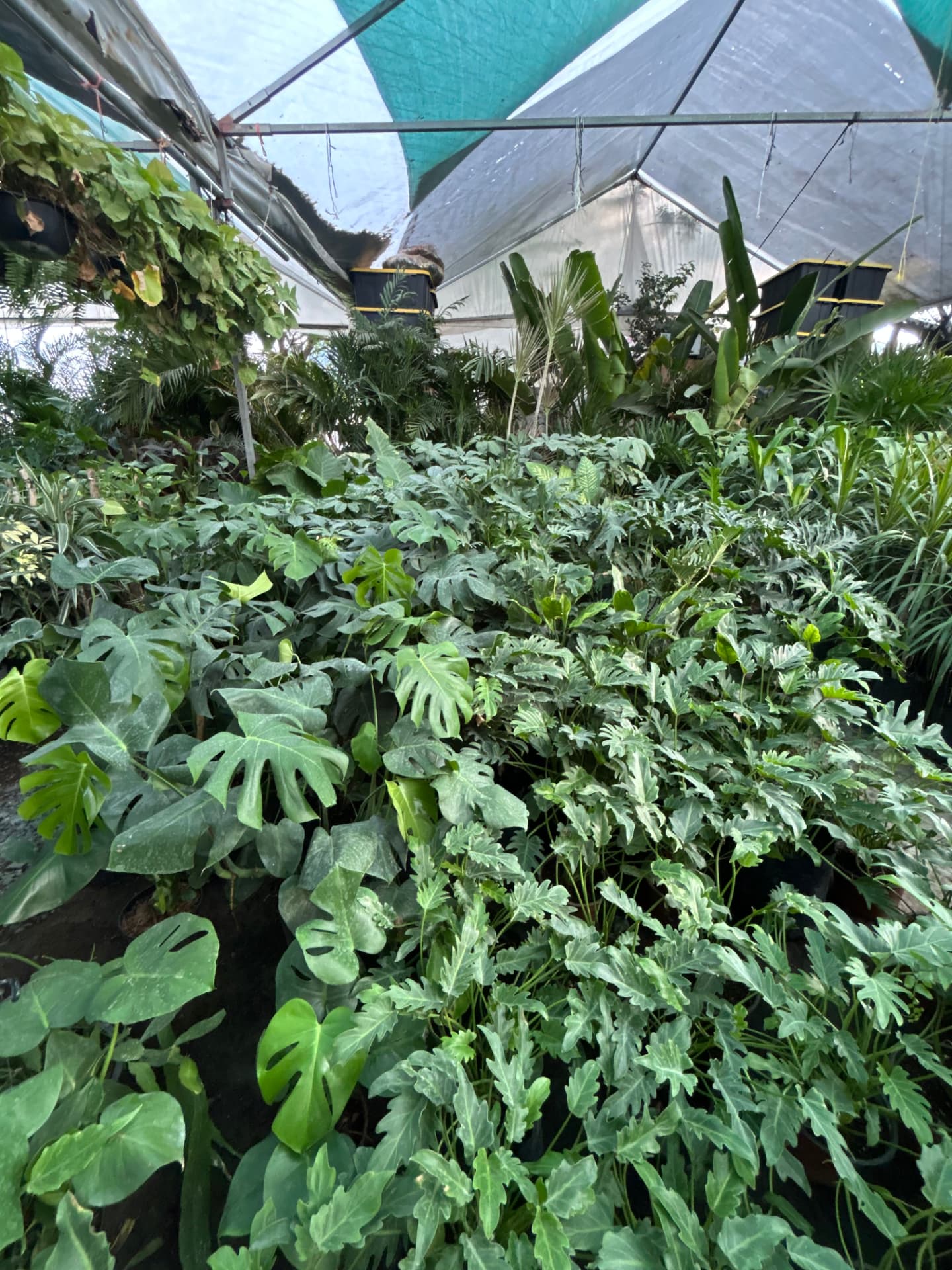 Interior y follaje