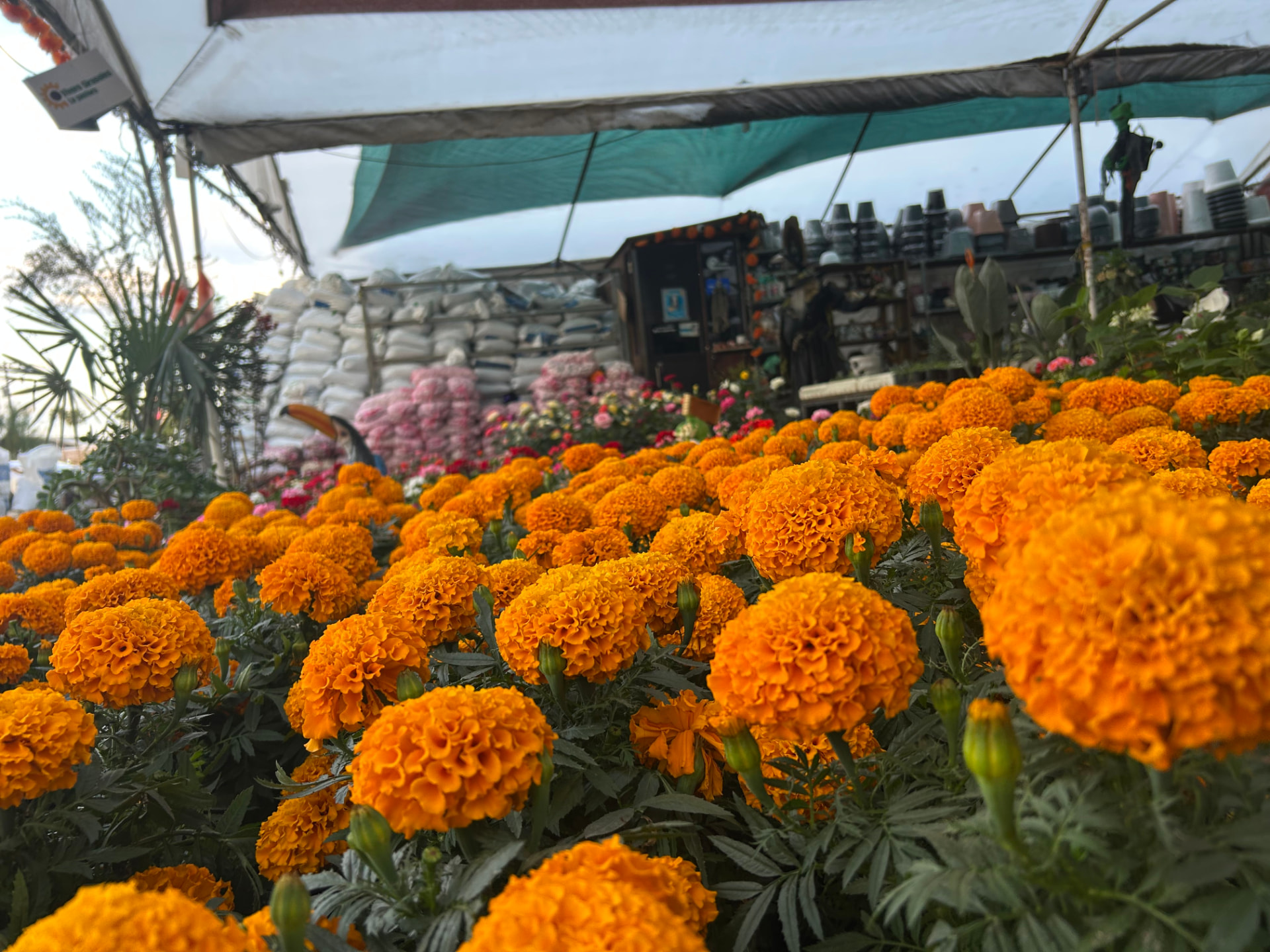 Cempasúchil en Vivero Girasoles, foto 5