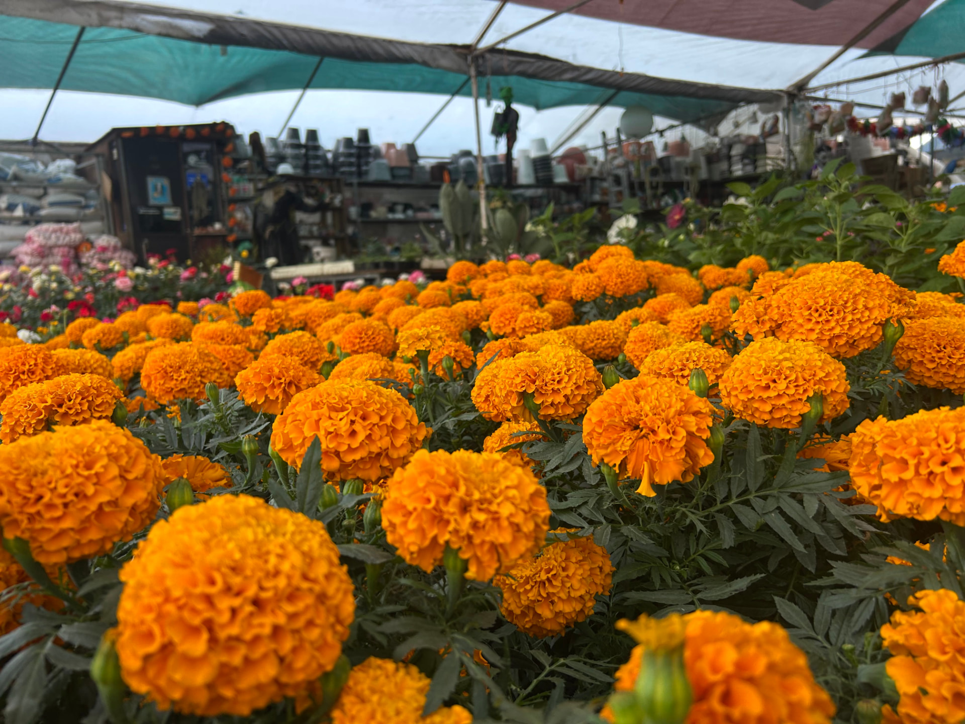 Cempasúchil de temporada en Vivero Girasoles